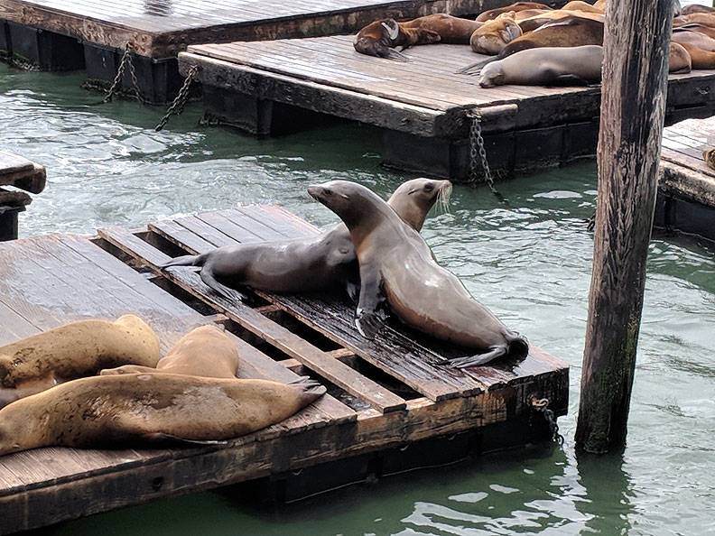 File:Seals-Pier-39 20180513 150722.jpg