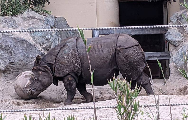 File:Rhino 20210209 234154348.jpg