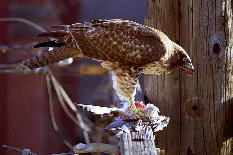 File:Sf-eagle-eating-pigeon.jpg