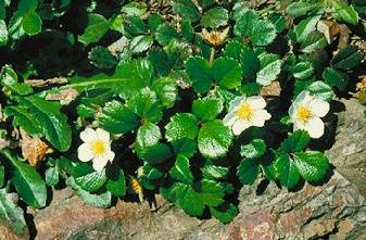 File:Ecology1$beach-strawberry.jpg