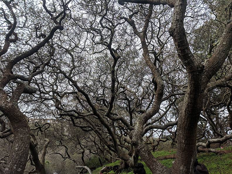 File:Live-oaks-along-Lobos-Creek 20190119 111838.jpg