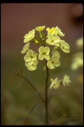 File:Presidio$franciscan-wallflower.jpg