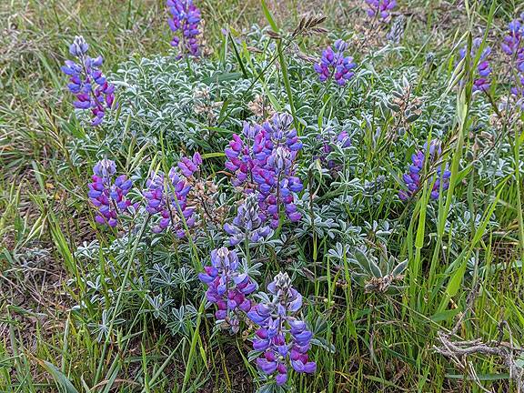 File:Lupine 20200411 184943.jpg