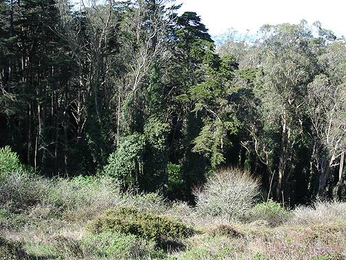 File:Sutro-forest-in-sun1984.jpg