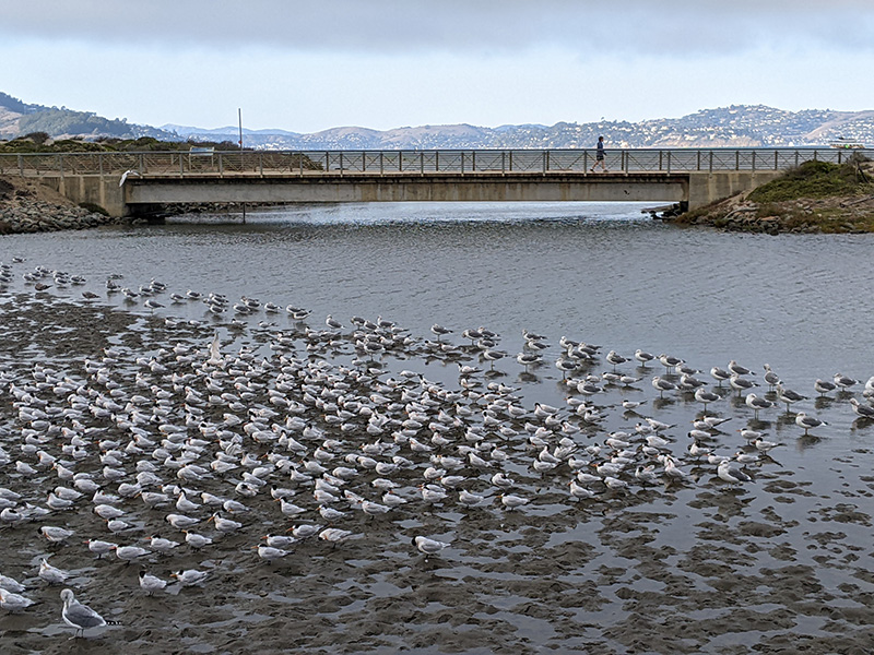 File:Elegant-Terns-at-Crissy-Lagoon 20221013 234713400.jpg