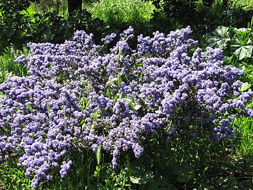 Ceanothus pothill 0500.jpg