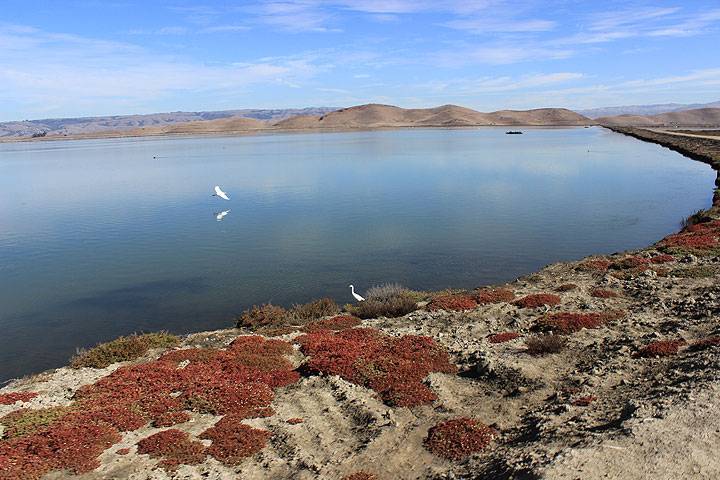 File:Coyote-Hills-herons-lichen-hills 5749.jpg