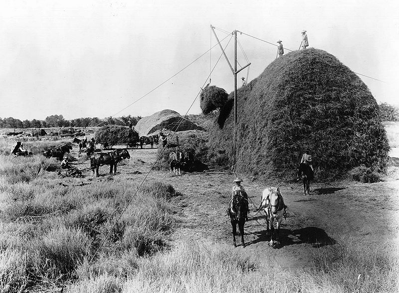 File:Alfalfa-harvest-Stockdale-Ranch-ranch-survey-Kern-1890s.jpg