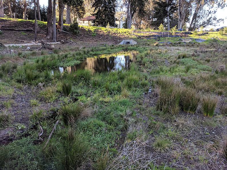 File:MacArthur-Meadow-March-2019 20190312 173424.jpg