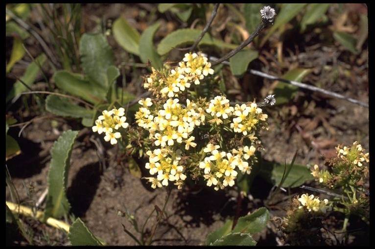 File:Presidio$owls-clover.jpg