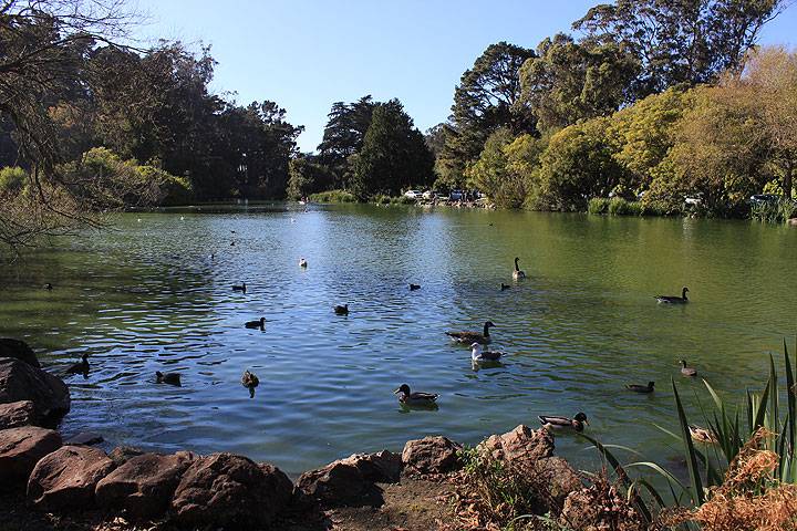 File:Stow-lake-w-birds 4500.jpg