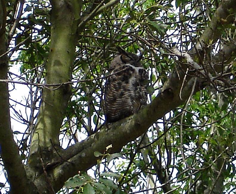 Owl-on-Bernal-Hts-March-2007 6281.jpg