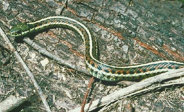 File:Ecology1$garter-snake.jpg