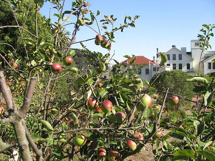 File:Ft-mason-garden-apples 1210.jpg