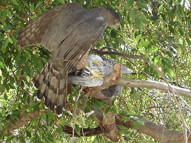 File:Coopers-hawk-eating-pigeon7811.jpg