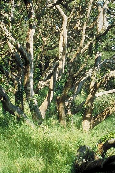 File:Presidio$presidio-coast-live-oak.jpg