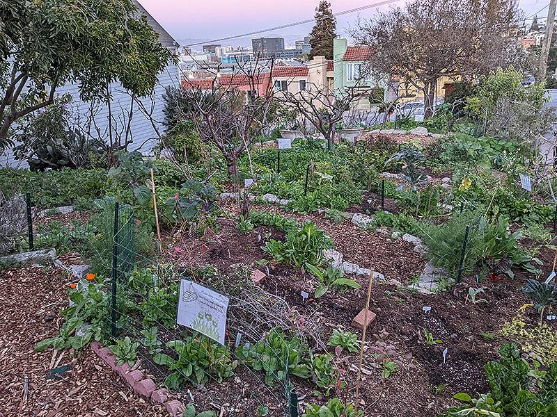 File:Rhode-Island-and-19th-permaculture-garden 20220126 013132109.jpg