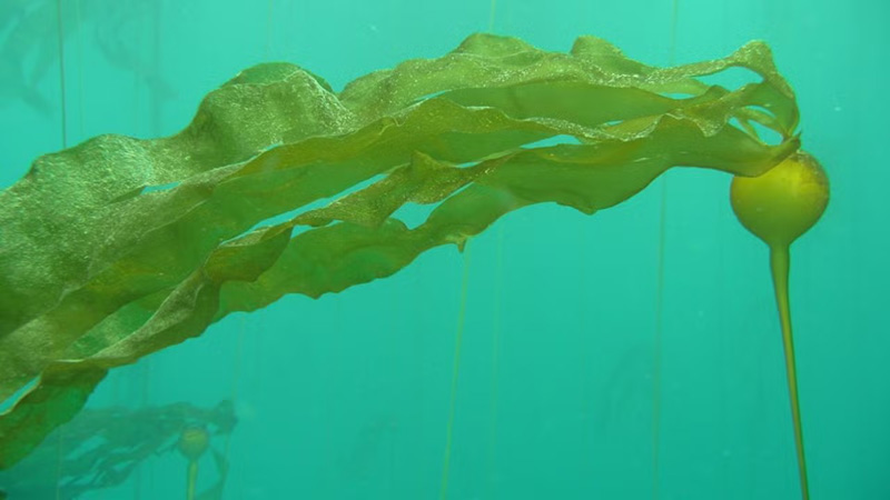 File:Kevin joe cdfw underwater bull kelp closeup before 1.jpg