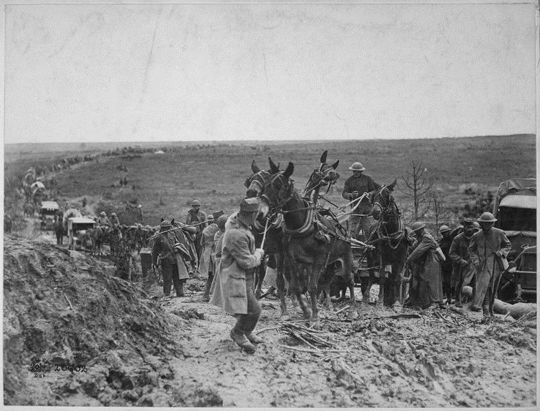 File:Mules WWI St. Mihiel France.jpg