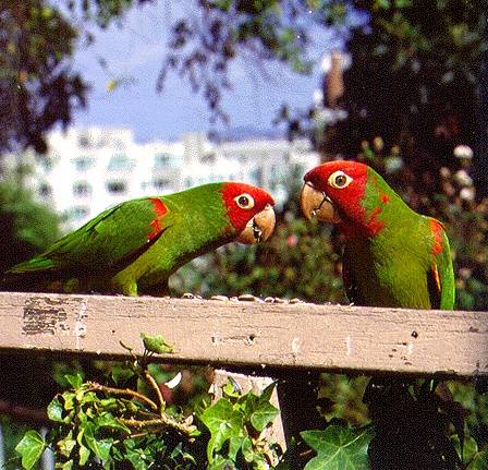 File:Norbeach$2-parrots-on-plank.jpg