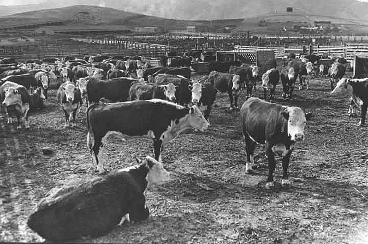 File:Cows 5.jpg