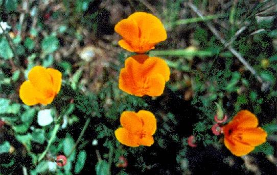 File:Ecology1$california-poppies-closeup.jpg