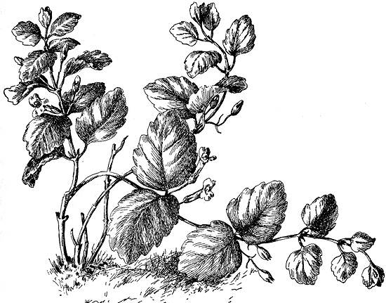 File:Ecology1$yerba-buena-cove-1847$yerba-buena itm$yerba-buena.jpg