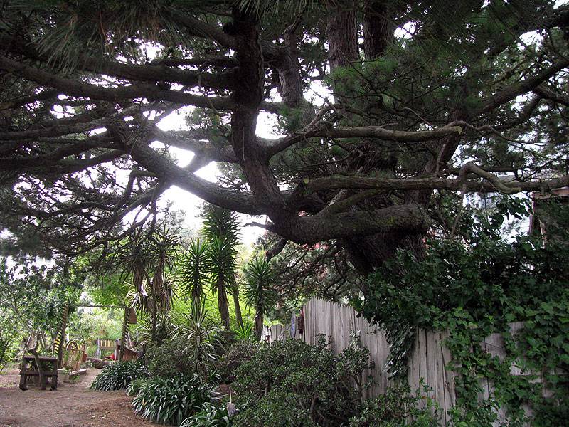 File:Als-big-tree 0864.jpg
