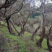 File:Banner02 Coast-Live-Oaks-on-Lobos-Creek 150px.jpg