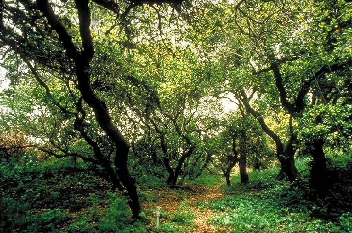 File:Ecology1$oak-grove-in-gg-park.jpg