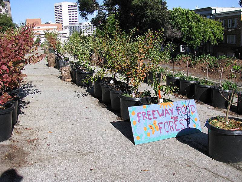 File:Hayes-valley-farm-freeway-food-forest-sept-2010 9074.jpg