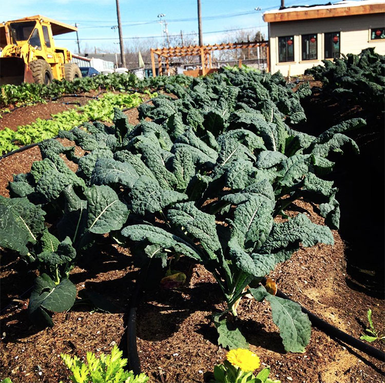 City Slickers Farm West Oakland-Julia Irwin.jpeg