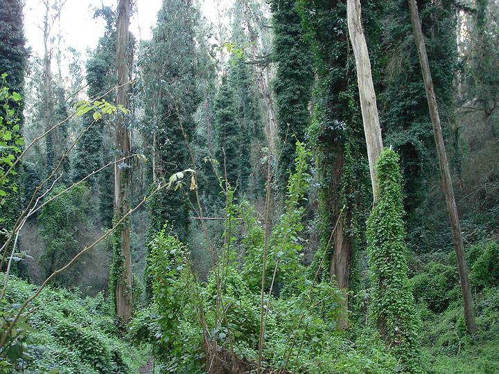 Sutro-forest-ivy-5981.jpg
