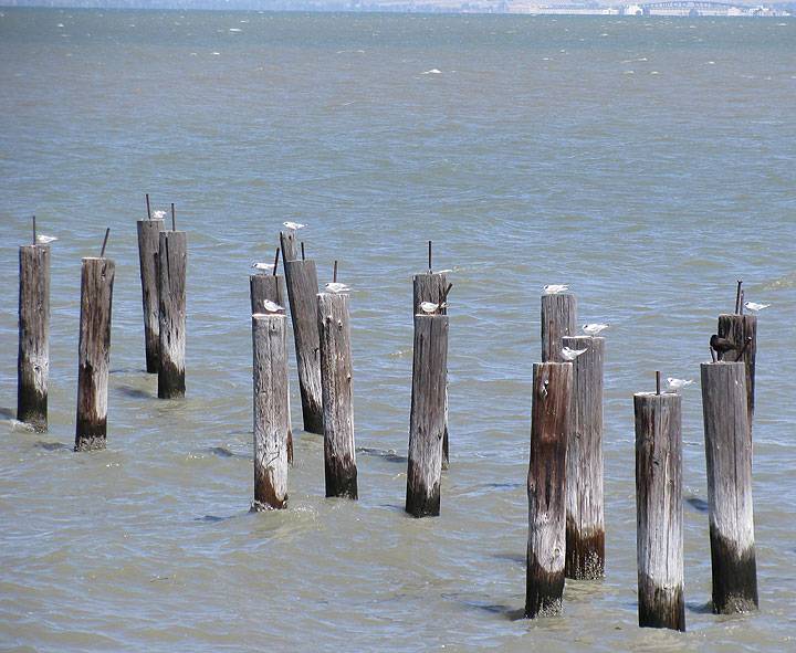 File:Pt-Pinole-birds-on-old-dynamite-dock 8942.jpg
