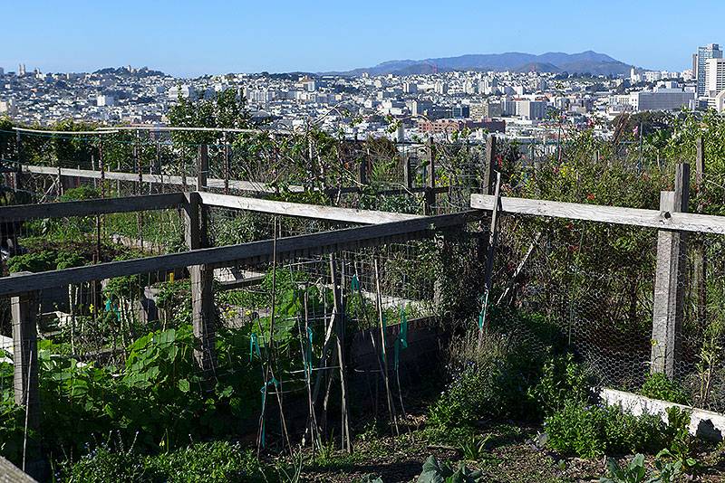 File:Pot-Hill-Community-Garden-Jan-31-2016 P1060583.jpg