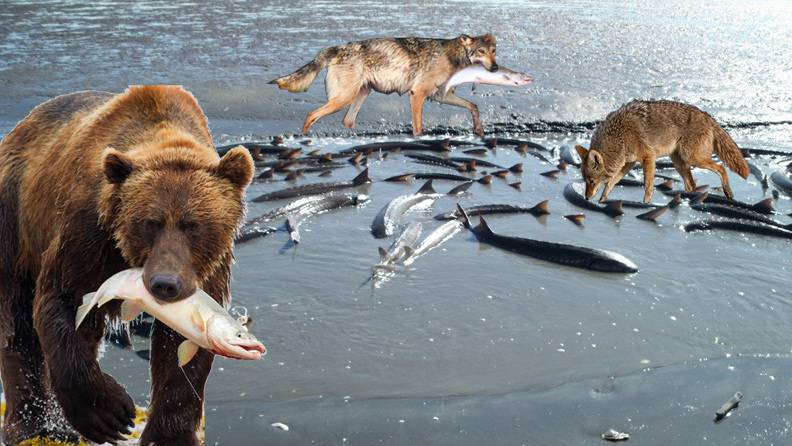 File:Grizzly-wolf-coyote-sturgeon.jpg