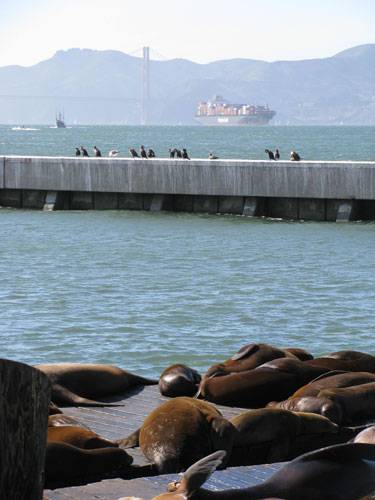 File:Sea-lions-and-ship.jpg