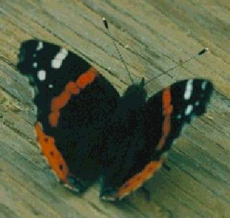 File:Ecology1$red-admiral-butterfly.jpg