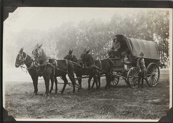 File:Presidio-Mules-1917.jpg