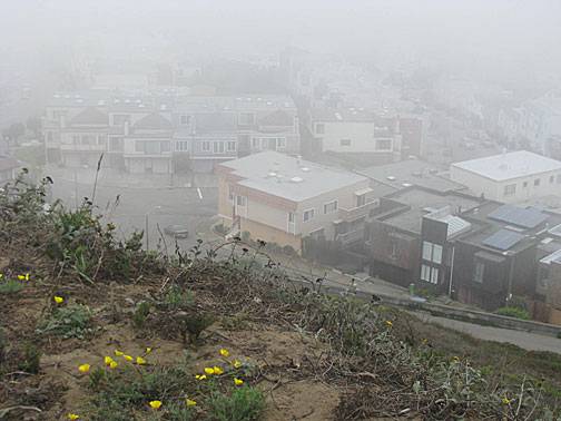 File:Gv-peak-poppies-and-foggy-bldgs 3673.jpg