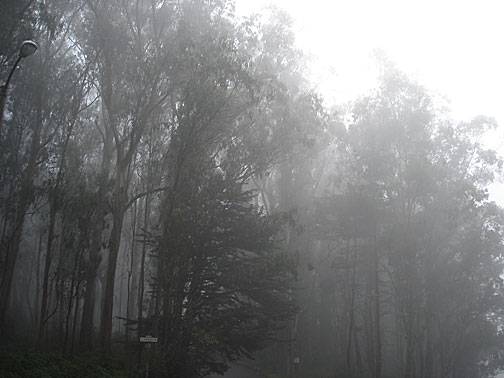 File:Sutro-forest-fog1278.jpg