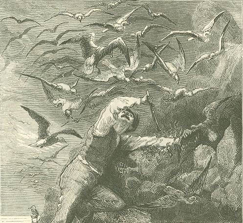 File:Contest for the eggs.jpg