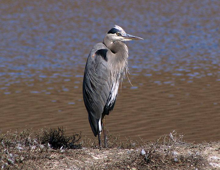 File:Coyote-Hills-gray-heron 5786.jpg