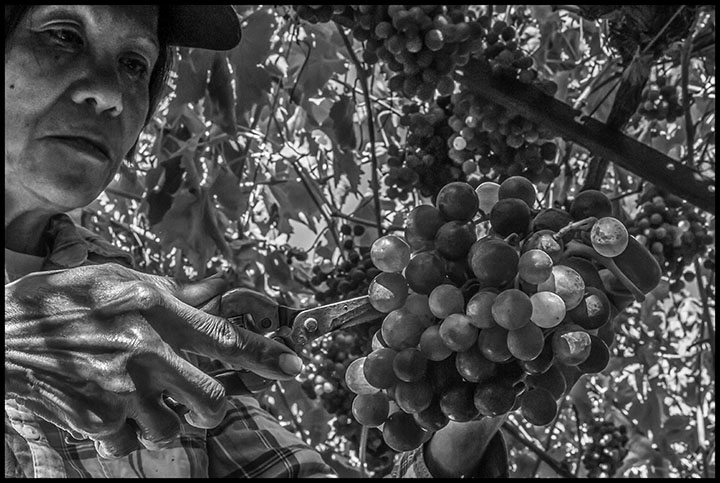 File:Dnb filipino farmworkers 01.jpg