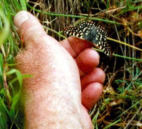 File:Ecology1$silverspot-butterfly.jpg