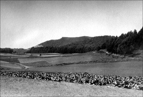 File:Vegetable-farm-near-West-Portal-1900.jpg