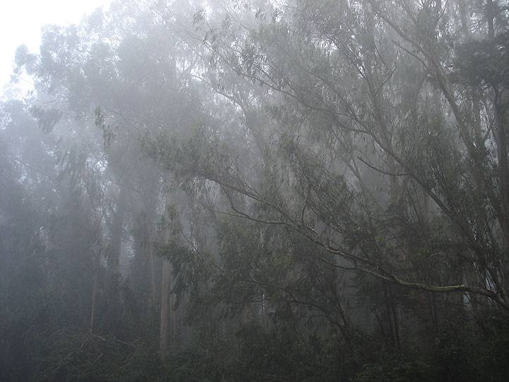 File:Sutro-forest-fog-1279.jpg