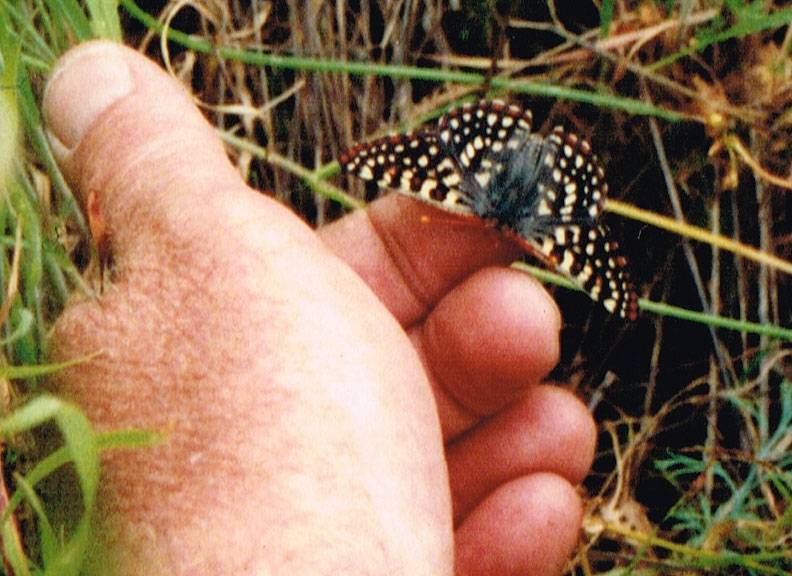 File:Sb-mtn-butterfly-1994.jpg