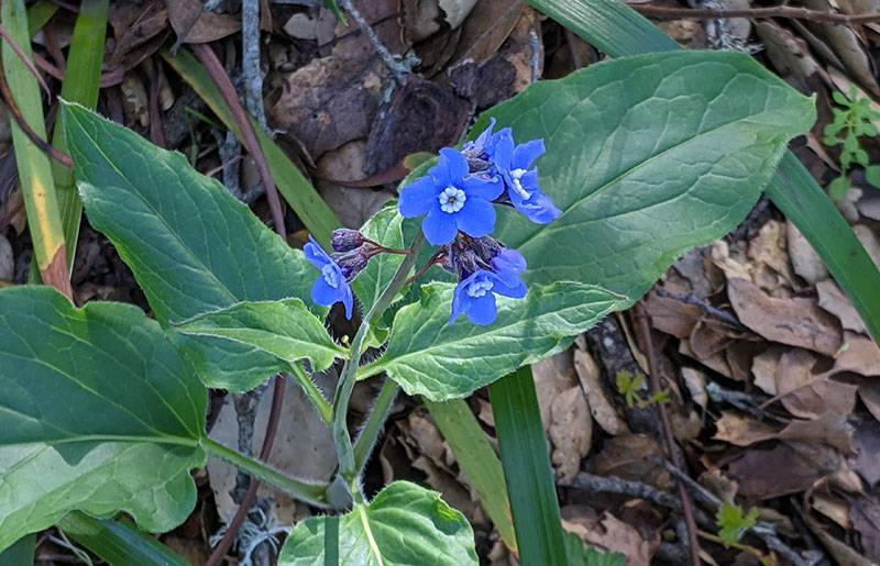File:Blue-flower-on-SB-Mtn 20210225 212721573.jpg