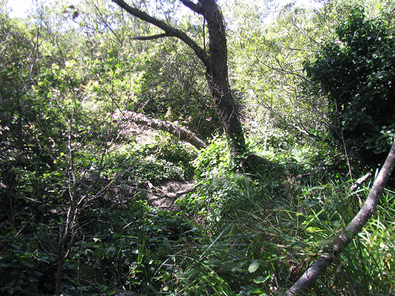 File:Glen-canyon-riparian-corridor-2013 5440.jpg